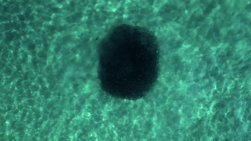 A large swirling school of fish under the clear surface of the ocean on a sunny day