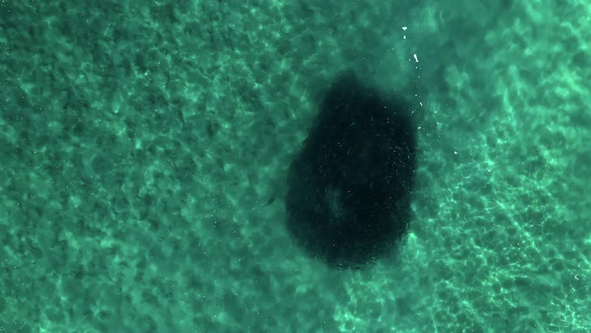A school of salmon grows larger in turquoise ocean water