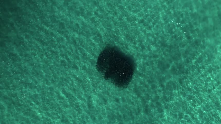 Swarm of dark fish swimming together at daytime in a bundle under water in shallow ocean water