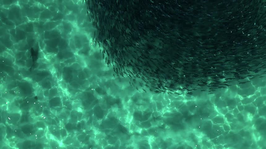 A fish swims near a school of salmon
