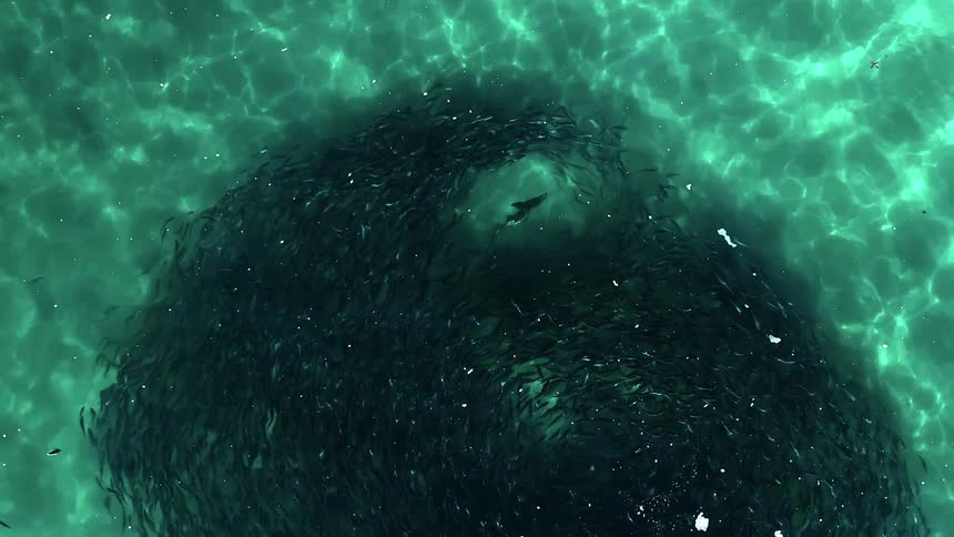 School of fish swimming in a circle underwater
