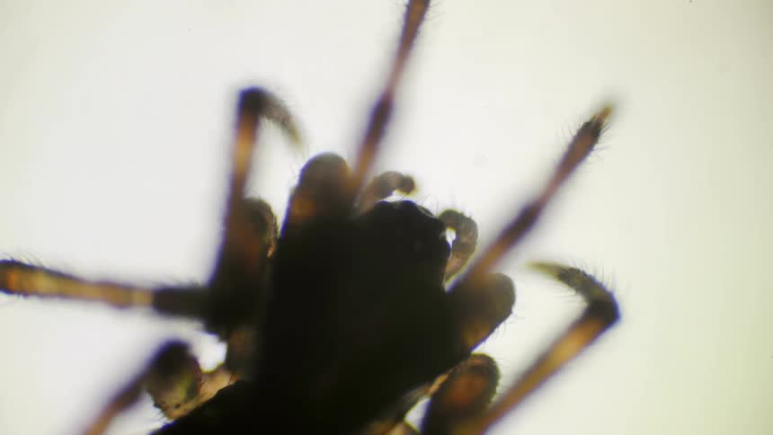 A spiders legs are moving