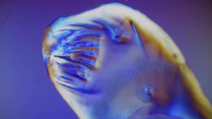 A microscope shows blue and gold liquids blending into each other