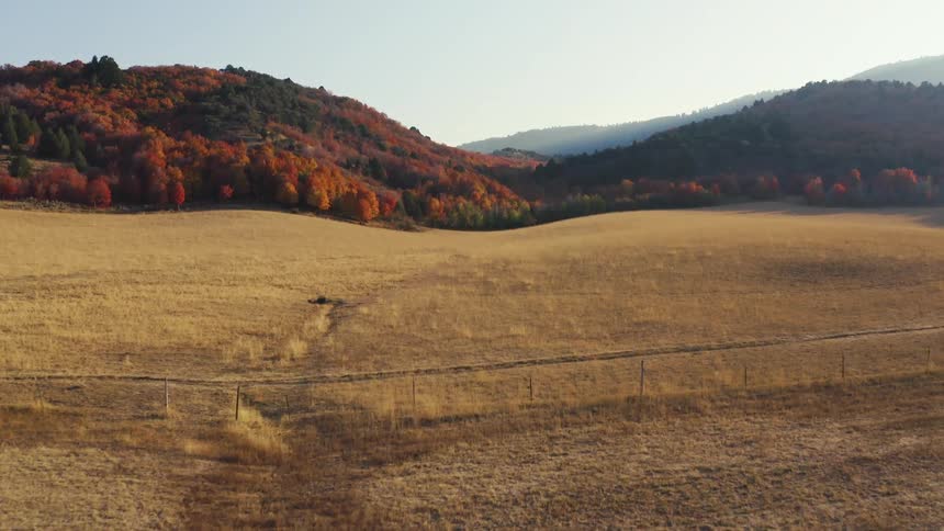 Grassy plains and hills with trees in autumn