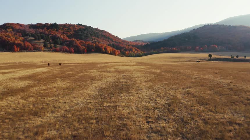 Grassy plains moving to hills and mountains with trees and autumn leaves