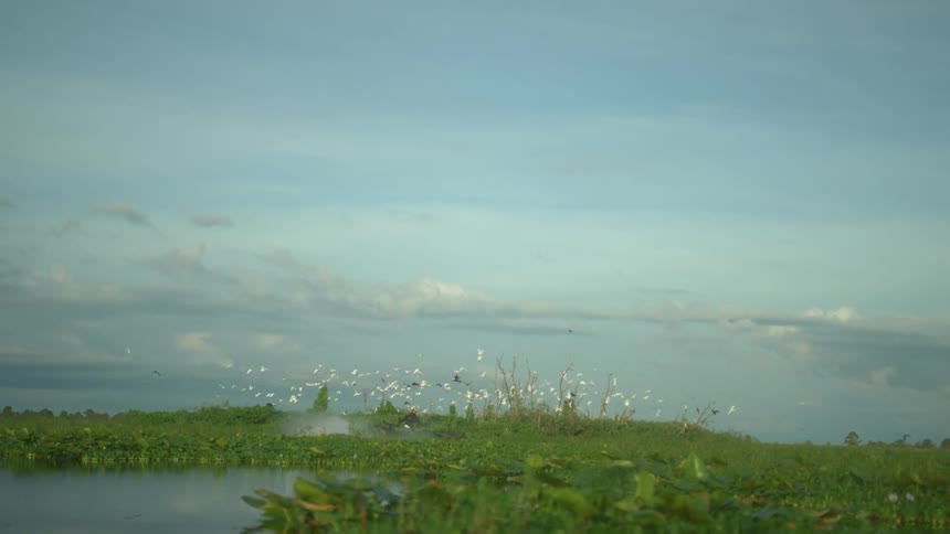 A flock of birds takes to flight as a man steers a motorboat through wetlands