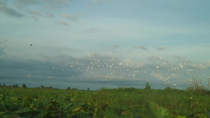 White flock of birds flies over green field under cloudy sky