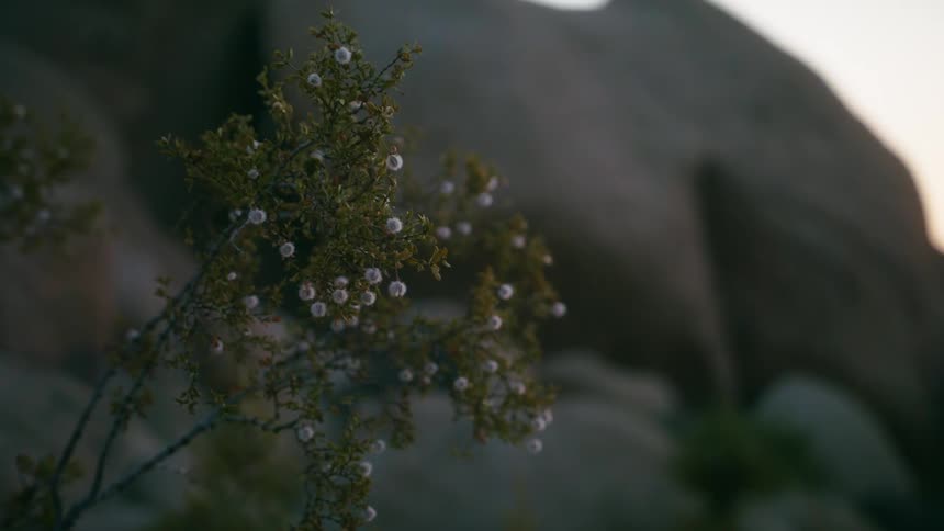 Close up of a plant with buds in front of a hill at dusk