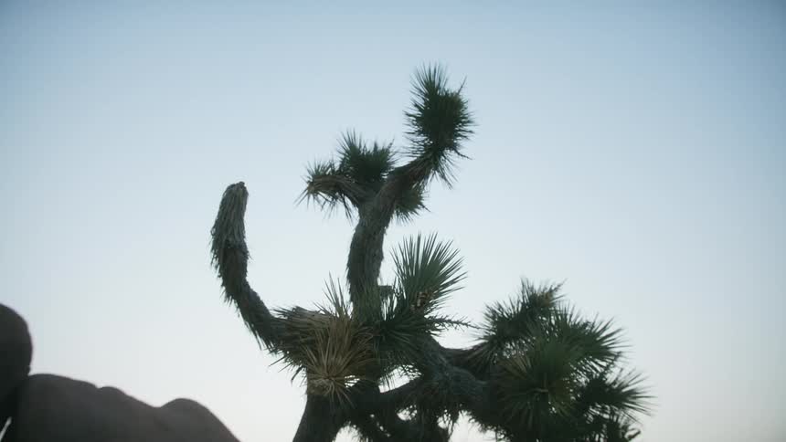 Small desert tree plant outdoors at daytime