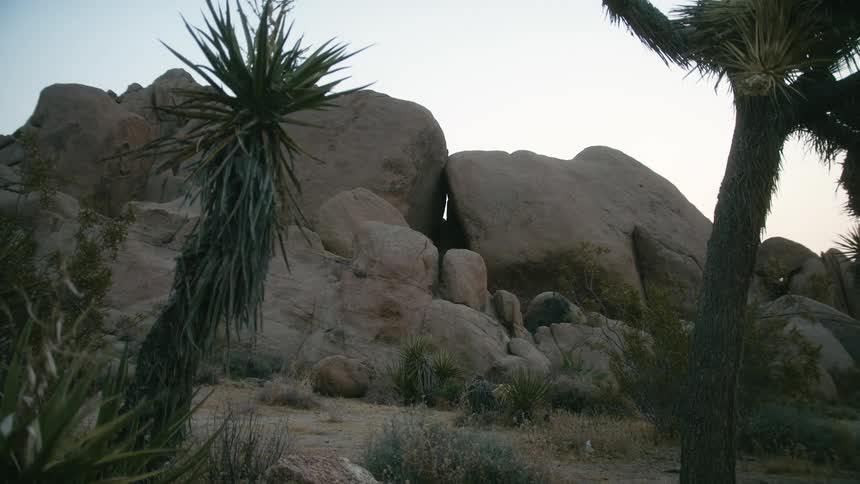 Palm trees flank a large rock formation made of different sized boulders