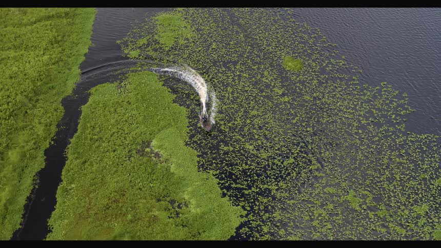 A boat leaves a white wake as it cuts through green growth on a marsh surface