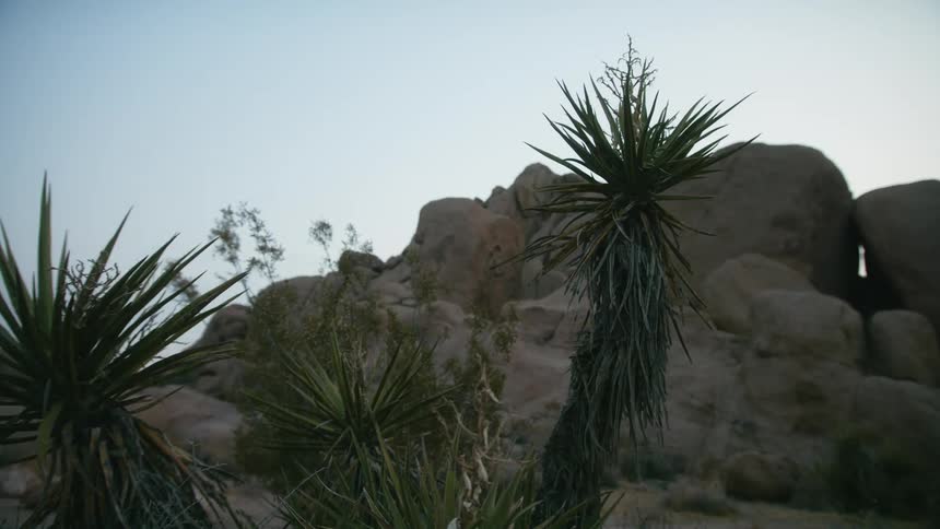 Cactus with rock formation in desert
