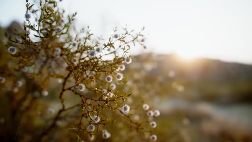 Sun shines over mountain over river as cotton plant waves in the breeze
