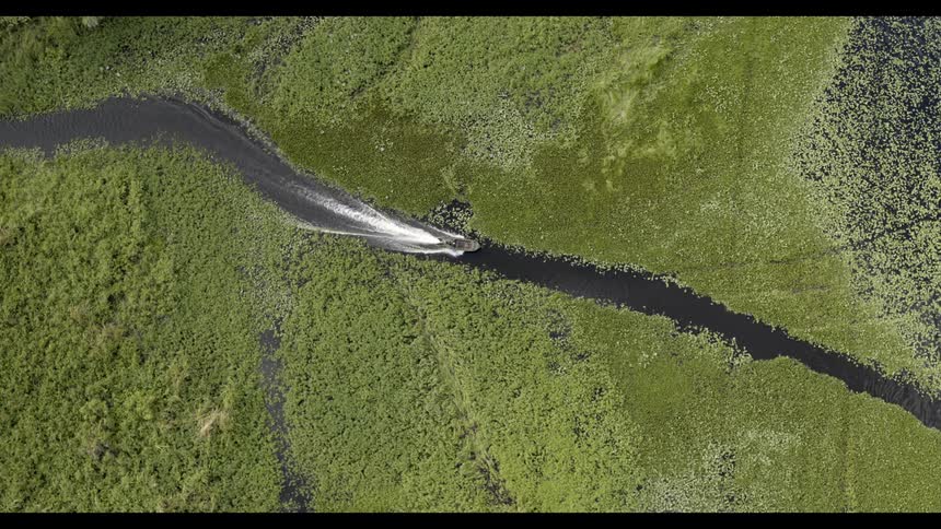 A boat travels through a narrow path through vegetation floating on a marsh during the day