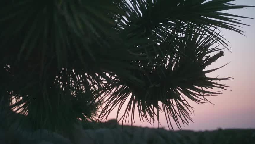Outdoors in a desert area and under a dimly lit sky stands a lone joshua tree