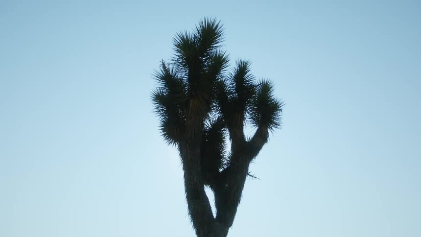Cactus stands in shadow against bright blue sky