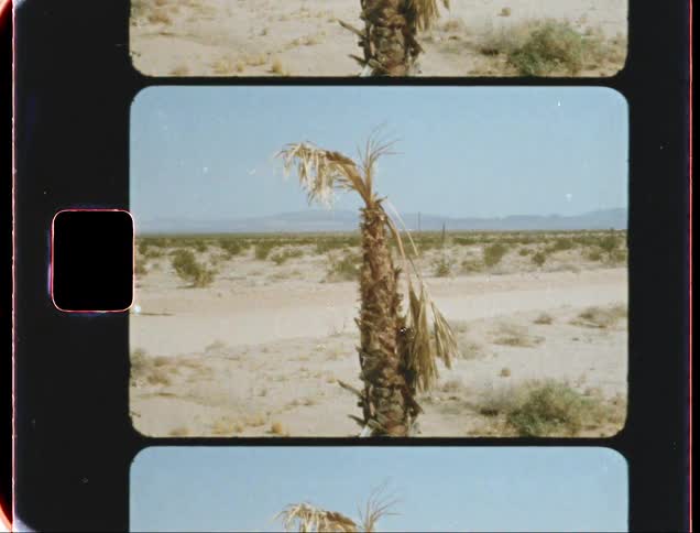 A filmstrip of a landscape with tree