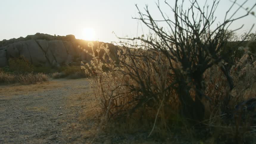A shrub with no leaves surrounded by yellow grass in a badland with sparse vegetation during the day
