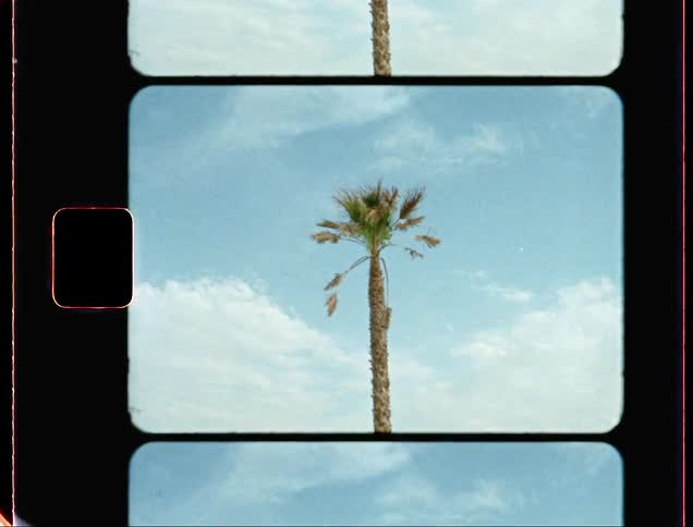 View of a palm tree with a tall straight trunk