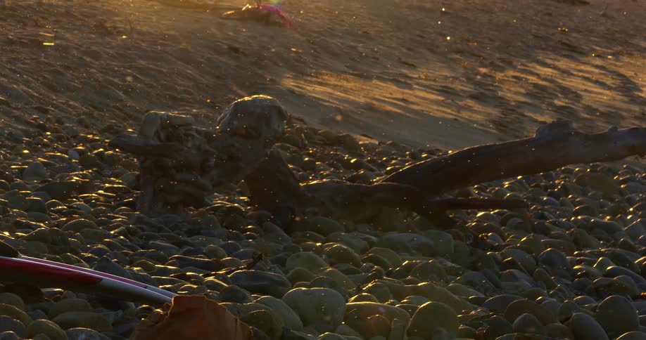 Small insects flying over the debris on the sand at sunset
