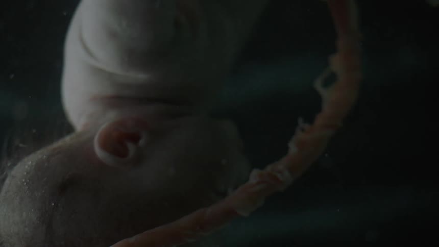 Unborn baby with the umbilical cord in the womb