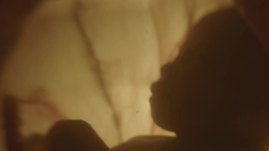 A fetus floating in utero