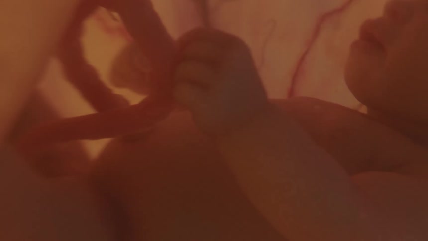 A fetus attached to an umbilical cord in a womb