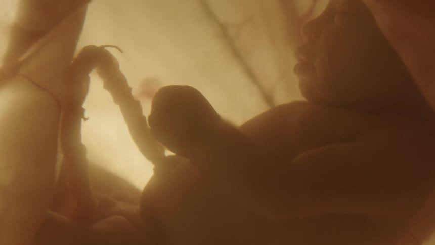 A fetus floating in utero