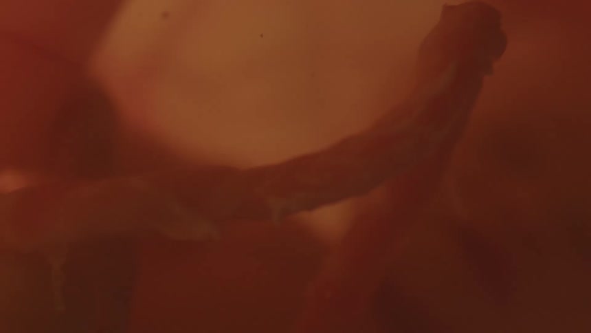 A still fetus floats inside of a uterus full of amniotic fluid