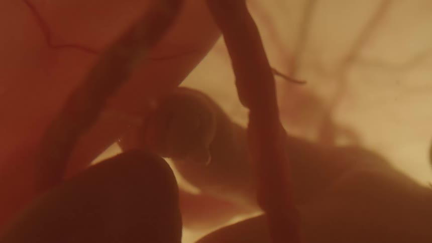 Baby and umbilical cord connecting the baby to its mother in mothers womb
