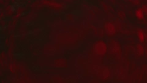 Dark red bubbling liquid