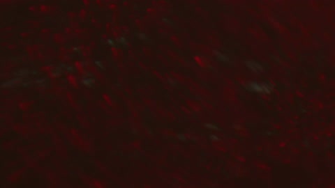Shimmering red and pink cells rise and float in fluid