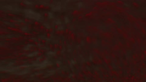 Liquid in red then white foam with bubbles