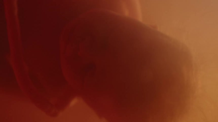A fetus floats peacefully within a uterus full of amniotic fluid