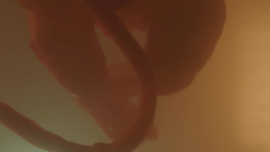 Unborn baby with the umbilical cord in the womb
