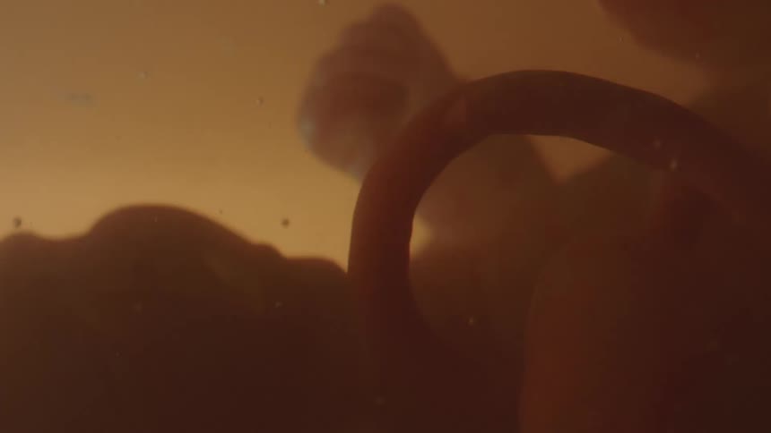 Baby umbilical cord connecting the baby to its mother in mothers womb