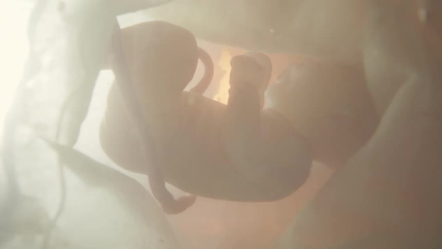 A fetus in a womb