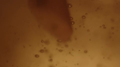 Pieces of tissue flowating on a yellow liquid filled with air bubbles