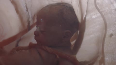A baby is shown in the womb of a mother