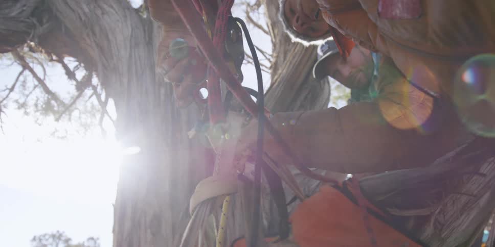 A man is tightening buckles and rope on a tree