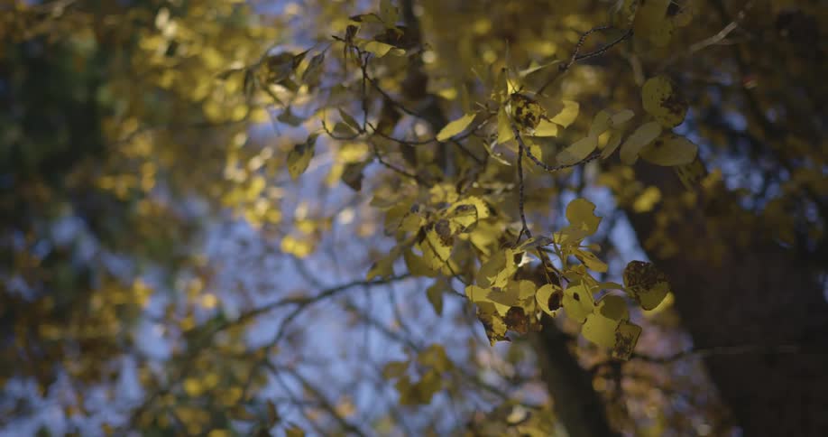 Leaves are covering the forest trees