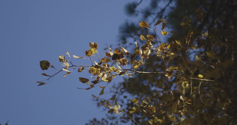 Leaves are falling off the trees in a forest
