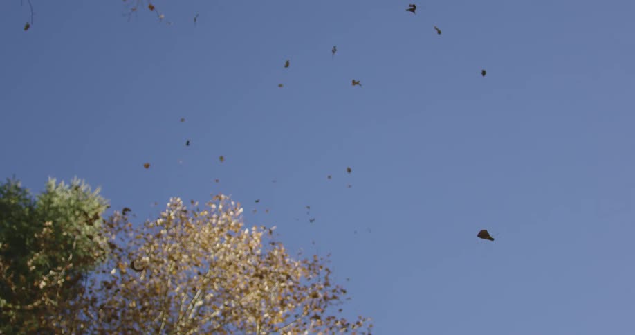 Leaves blowing off of trees against a bright blue sky