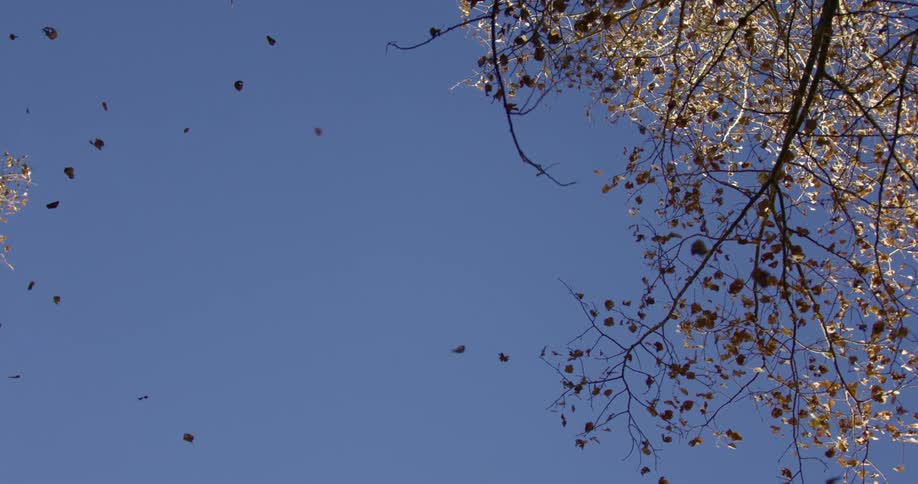 Leaves falling from trees on a clear day