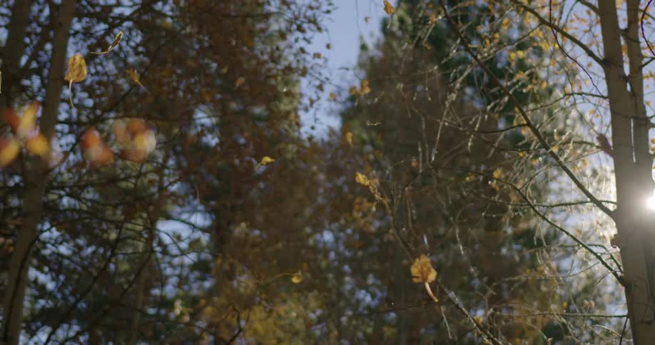 Leaves are falling off of trees in autumn
