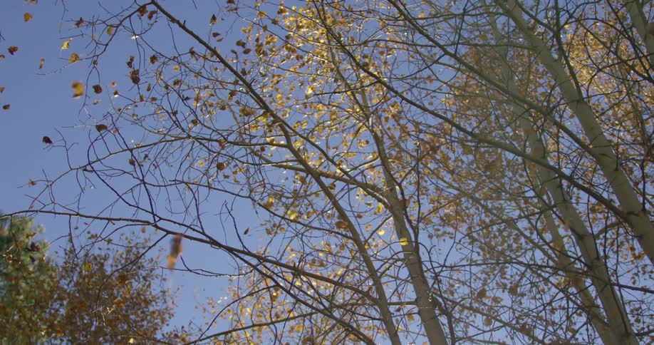 Leaves falling from trees on a clear day