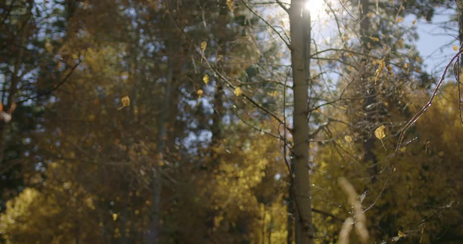 Leaves are falling from trees on a sunny day