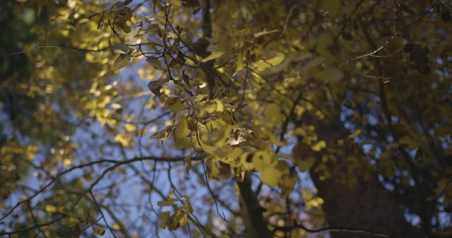Leaves are covering the tree in a forest