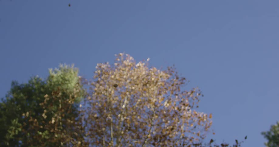 Leaves falling from a tree on a windy day