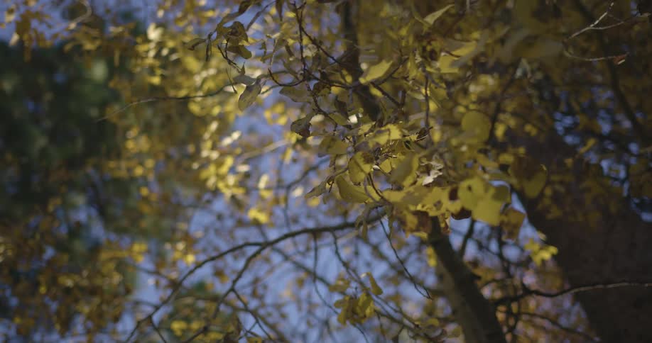 Leaves on tree branches on a clear day